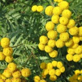 0309F 52 vor Ebstorf